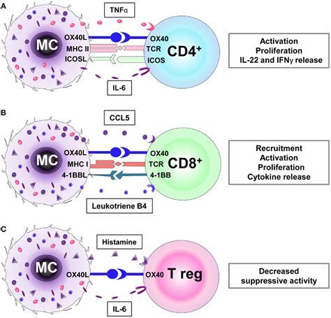 Frontiers | Mast Cells as Regulators of T Cell Responses