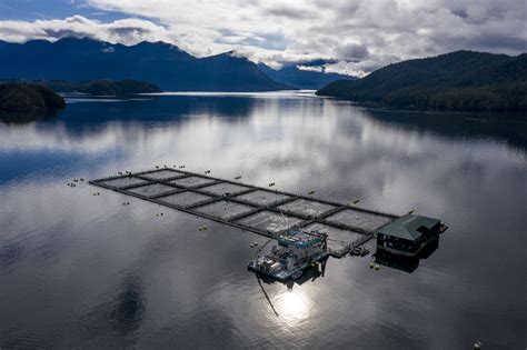 Wild salmon, fish farms, and First Nations in British Columbia — David Moskowitz Wildlife ...