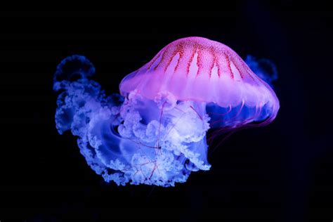 590+ Scyphozoa Stock Photos, Pictures & Royalty-Free Images - iStock