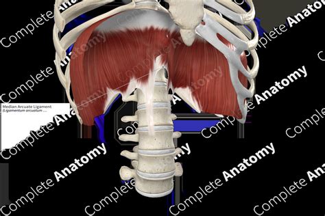 Median Arcuate Ligament | Complete Anatomy