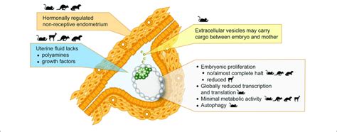 | Inducers and features of embryonic diapause. Seasonal variations in... | Download Scientific ...