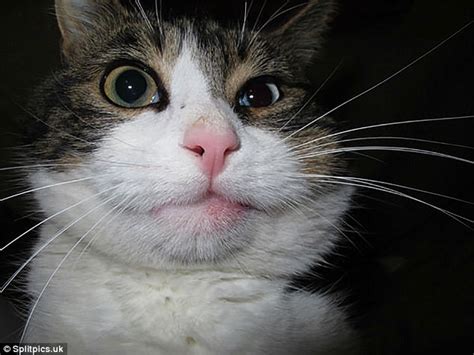 Femail shares photos of cats stung by bees | Daily Mail Online