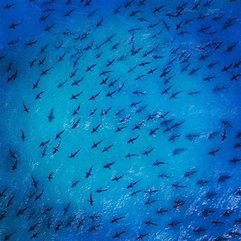 National Geographic on Instagram: “Photograph by @paulnicklen // Spinner shark migration along ...