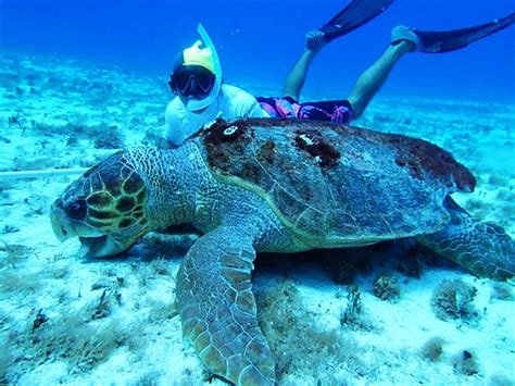 Cozumel Snorkeling Tours | Best Snorkeling in Cozumel 30%OFF