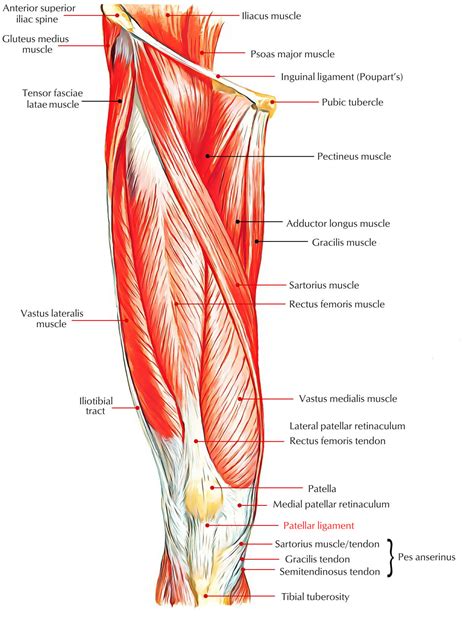 Patellar Ligament – Earth's Lab