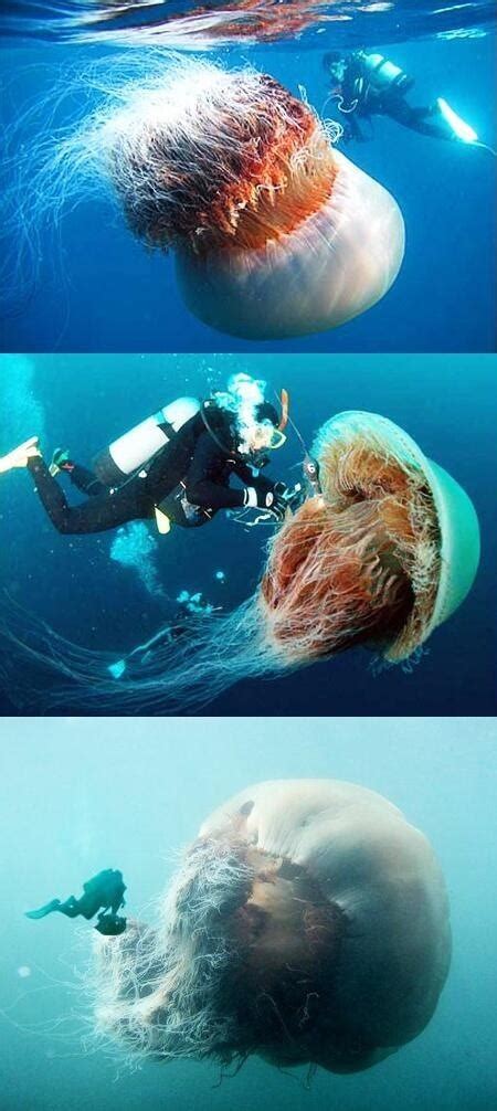 Lions mane jellyfish,biggest in the world | Lion's mane jellyfish, Lion mane, Sea creatures