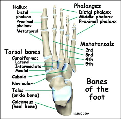 Tarsometatarsal Joint Ligaments