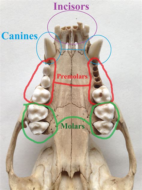 A Basic Guide to Non-Human Mammal Dentition — to know the land