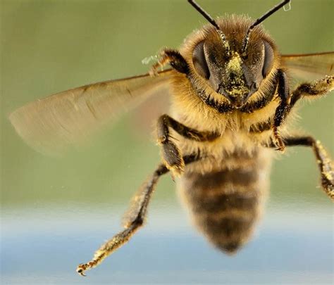 Flight of the honey bee | Bee, Bee keeping, Honey bee