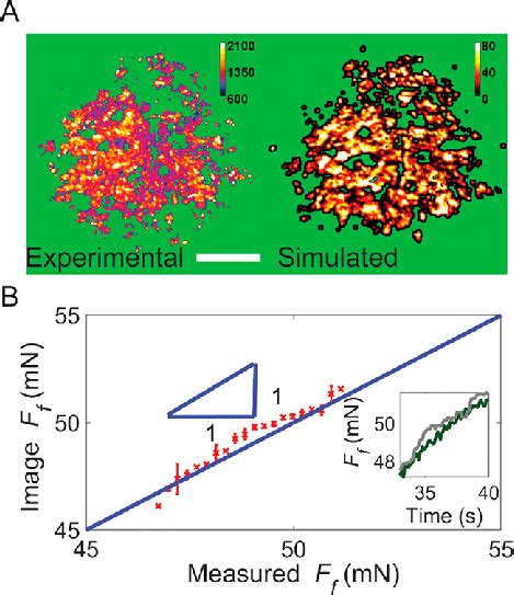 Local shear stress simulations vs experiments. (A) Experimental local ...