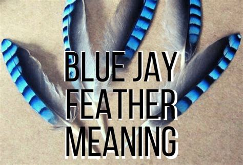 Blue Jay Feather Meaning: Symbolism And Significance Of This Colorful ...