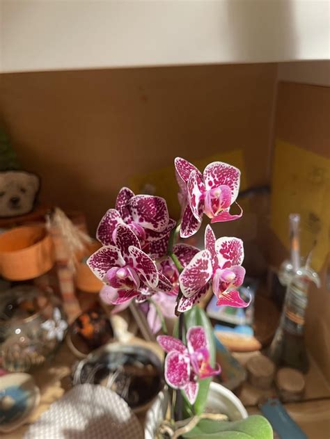 Orchid identification ? : r/orchids