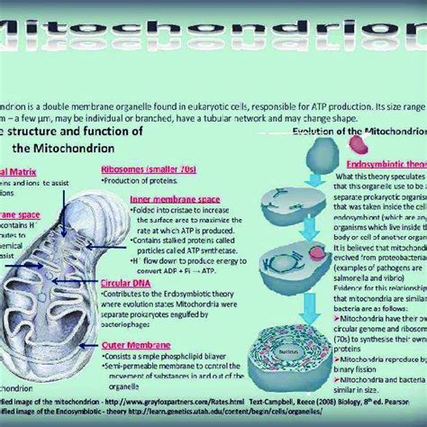 2): The Endosymbiotic Theory and Structure of Mitochondria. | Download Scientific Diagram