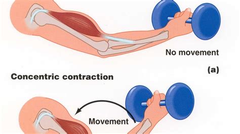 women usa connect: Concentric vs Eccentric Contractions for Spiritual Hypertrophy