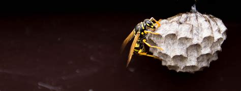 Can A Wasp Nest Damage Your House? | CIA Landlords