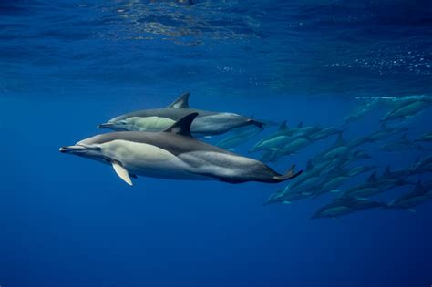 pod of common dolphins | George Karbus Photography