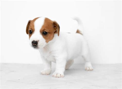 Free Puppies near me - Pet Classifieds