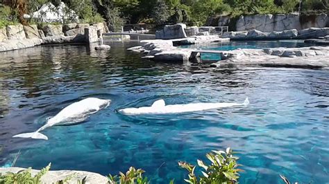 Beluga Whales at Mystic Aquarium - September 14, 2016 - YouTube