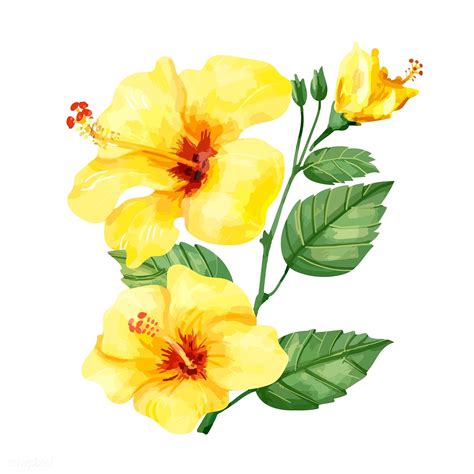 Hand drawn yellow hibiscus flower | premium image by rawpixel.com | Hibiscus flower drawing ...