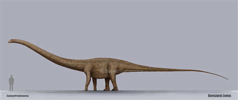 Barosaurus Size by SameerPrehistorica on DeviantArt