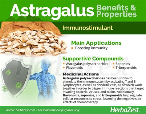 Astragalus | HerbaZest