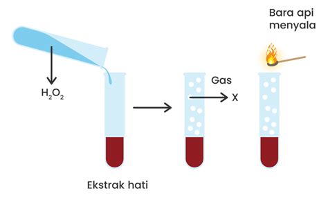 Perhatikan gambar percobaan enzim katalase berikut...