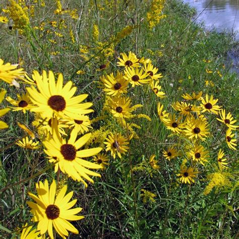 Yellow Texas Wildflowers Identification - Texas Capital Forum & Coalition