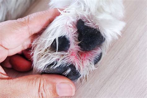 Your Dog's Itchy Paws: Causes And At-home Remedies Buzby's ToeGrips For Dogs | atelier-yuwa.ciao.jp