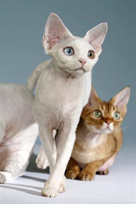 Devon Rex Cat Breed Picture | Picture Record