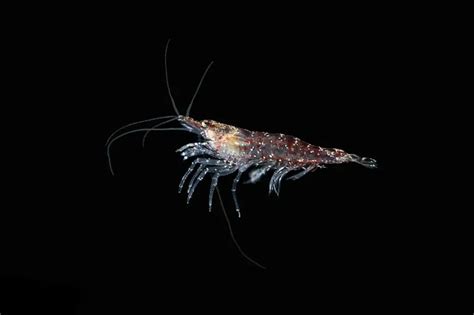 What Fish Eat Krill? What Do Krill Eat? | Earth Life