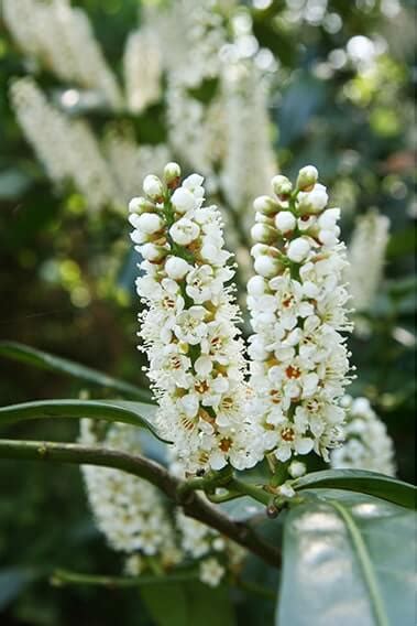 Skip or Schip Cherry Laurel (Prunus laurocersasus 'Schipkaensis') Hedges