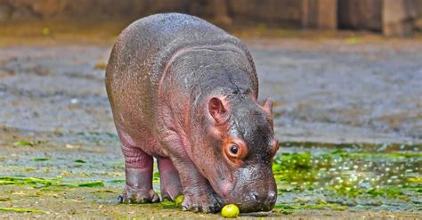 Baby Hippo: 5 Calf Pictures & 5 Facts - IMP WORLD