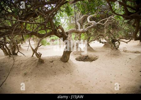 Nidhi van, vrindavan, mathura, uttar pradesh, india, asia Stock Photo ...