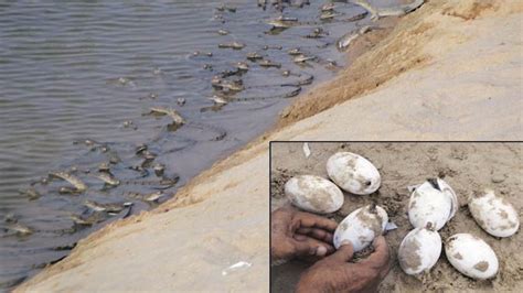 Record hatching of gharials in India this year - India Today