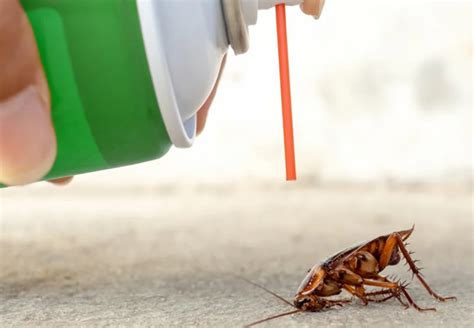 Best insecticides no longer kill cockroaches —Scientists - Punch Newspapers