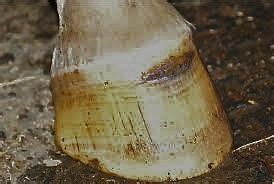 Healing A Hoof Abscess The Holistic Way