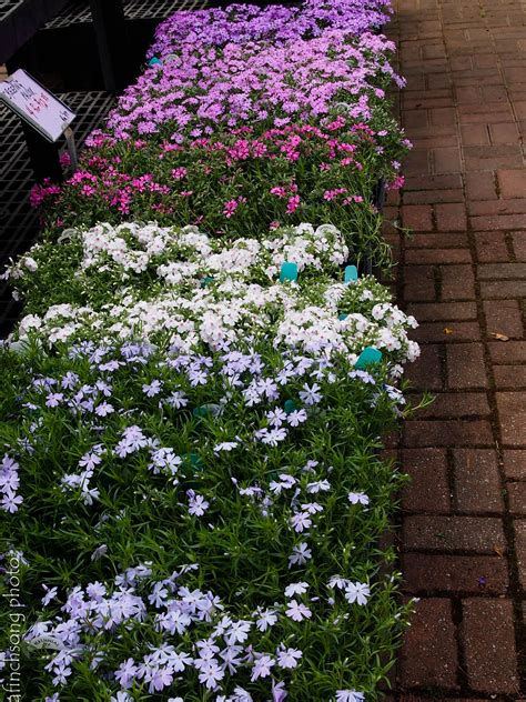 Creeping Phlox | Best perennials, Perennials, Creeping phlox