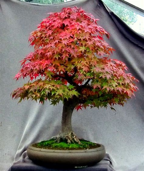 Autumn acer palmatum bonsai | Bonsai tree care, Bonsai tree types, Japanese maple tree bonsai