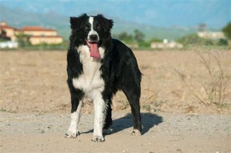 AKC / ASCA Australian Shepherd - Black Bi Female for Sale in Phoenix ...