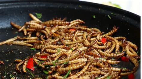 Mealworms Nutrition Facts - Cully's Kitchen