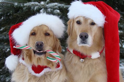 love my golden | Christmas animals, Golden retriever christmas, Christmas dog