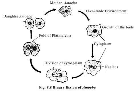 Reproduction of Amoeba: Binary fission and Sporulation