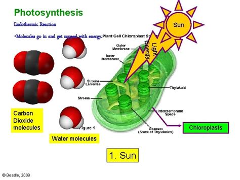 Photosynthesis Respiration Chemical Energy Chemical Change Reaction Chemical