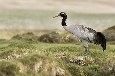 Photographing The Black Necked Crane | Madras Courier