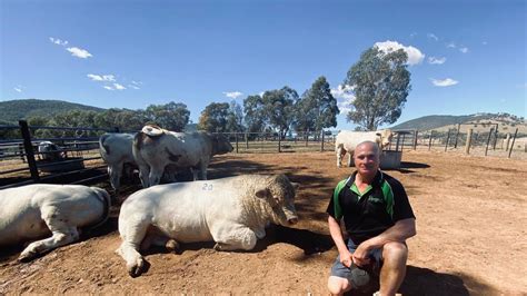 Rangan Charolais: More beef for each kilogram of methane through crossbreeding | The Weekly Times