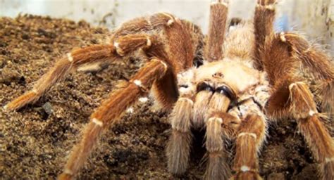 King Baboon Tarantula(Pelinobius muticus)-Care Sheet- Enclosure - Empire Tarantula