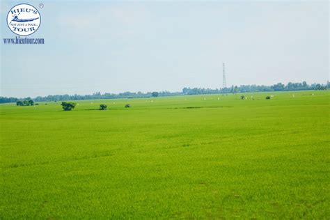 The Mekong Delta Rice fields | Tours, Trip advisor, Travel photography