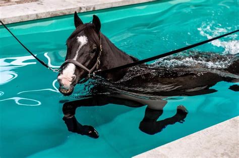 Can Horses Swim? The Facts about horses and swimming - Seriously Equestrian