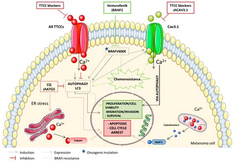 Cancers | Free Full-Text | T-Type Calcium Channels: A Potential Novel Target in Melanoma