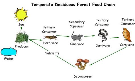 Food Chain & Food Web - Temperate forest